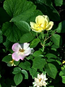 Flower, Rose Family, Plant, Flowering Plant