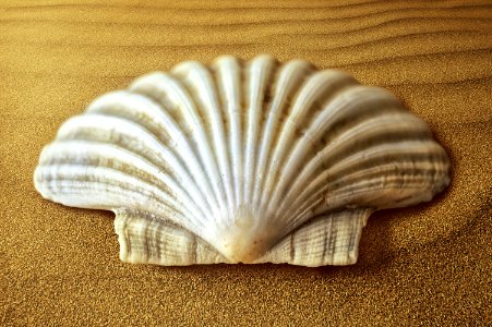 Seashell, Shankha, Cockle, Nautilida photo