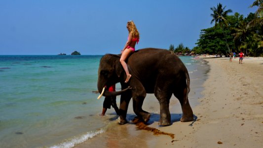 Elephant, Elephants And Mammoths, Indian Elephant, Mammal
