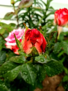 Flower, Rose Family, Plant, Rose
