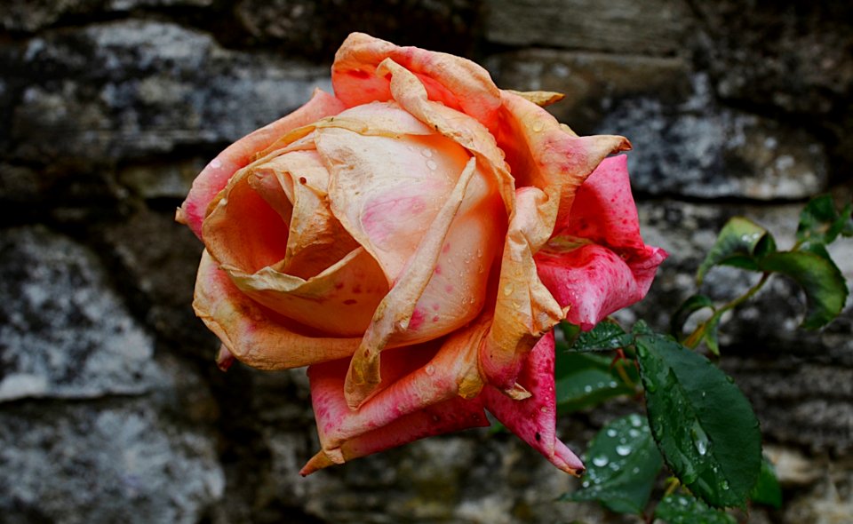 Flower, Rose, Flora, Pink