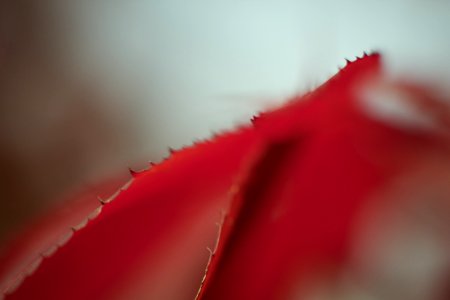 Red, Macro Photography, Close Up, Petal photo