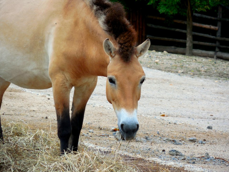 Horse, Fauna, Horse Like Mammal, Mane