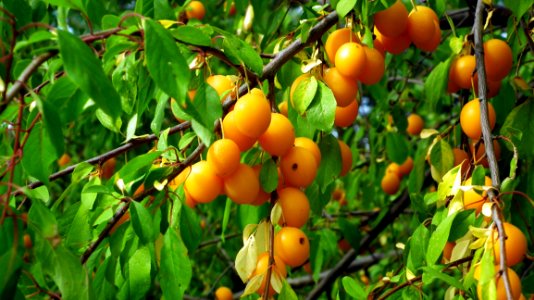 Fruit Tree, Fruit, Apricot, Citrus photo