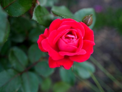 Rose, Flower, Rose Family, Red