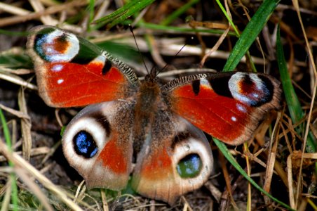Butterfly, Insect, Moths And Butterflies, Invertebrate