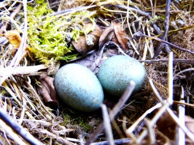 Bird Nest, Nest, Egg, Grass photo