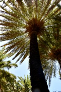 Date Palm, Tree, Vegetation, Sky photo
