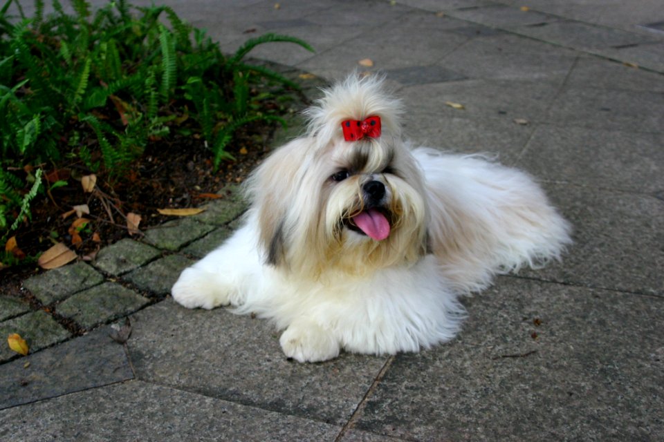 Dog Like Mammal, Dog, Dog Breed, Dog Breed Group
