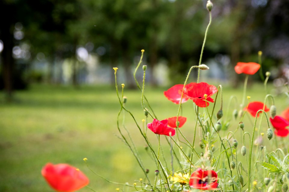 Flower, Wildflower, Ecosystem, Meadow
