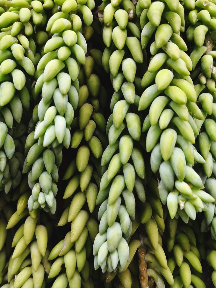 Produce, Vegetarian Food, Lima Bean, Vegetable