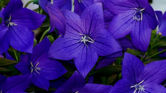 Flower, Blue, Violet, Purple
