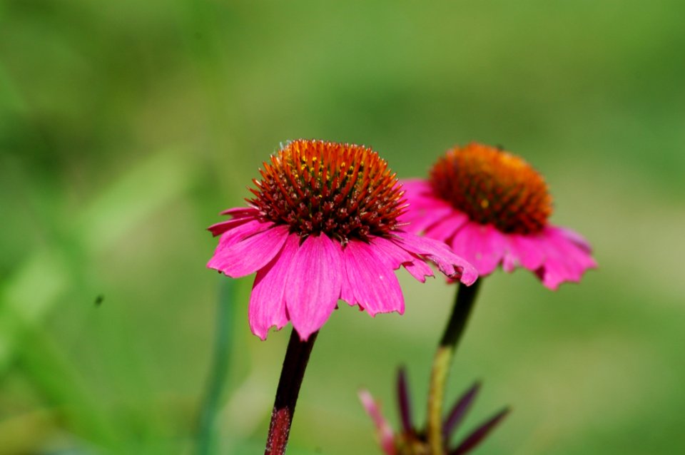 Flower, Coneflower, Flora, Nectar