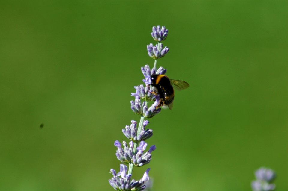 Nectar, Honey Bee, Bee, Insect