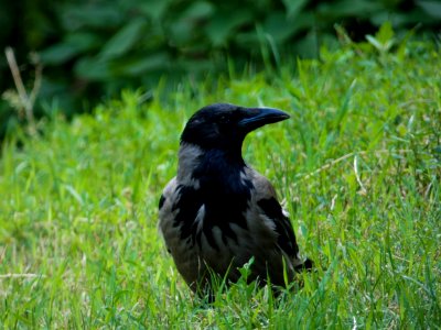 Bird, Fauna, Crow Like Bird, Crow