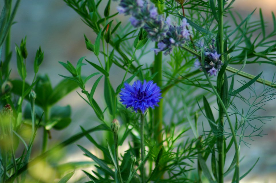 Flower, Plant, Flora, Grass