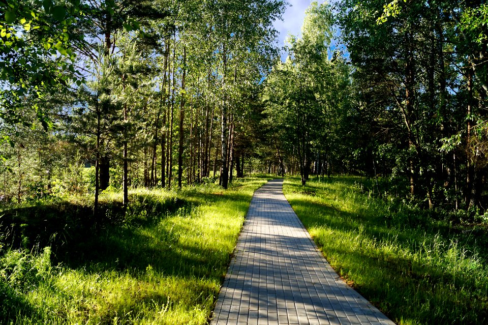 Path, Nature, Ecosystem, Nature Reserve