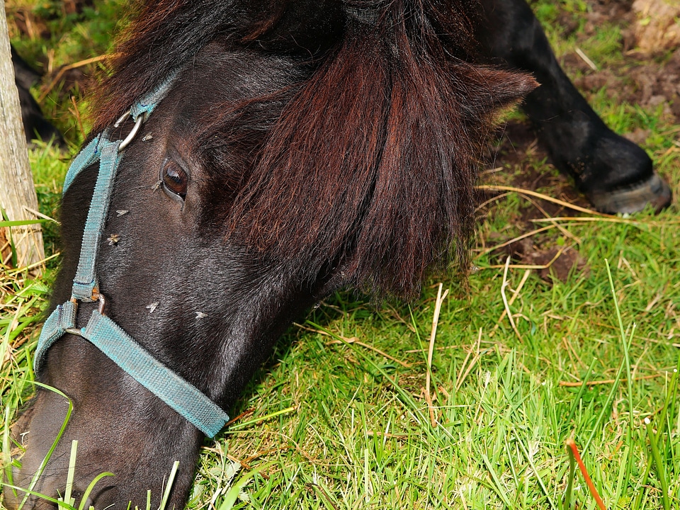 Mane eat under power wire