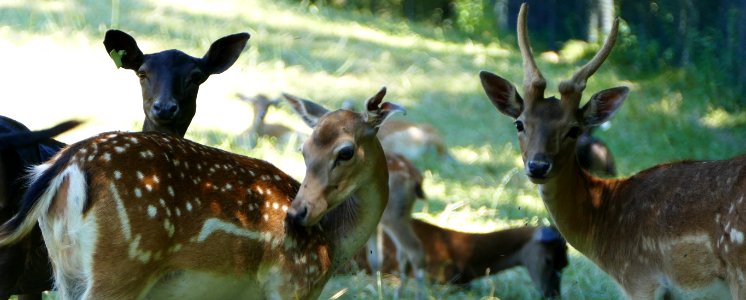Wildlife, Deer, Fauna, Wilderness photo