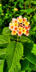 Flower, Flowering Plant, Lantana Camara, Plant