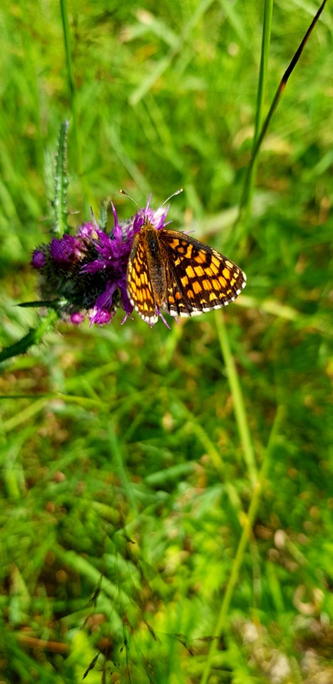 Butterfly, Moths And Butterflies, Brush Footed Butterfly, Insect
