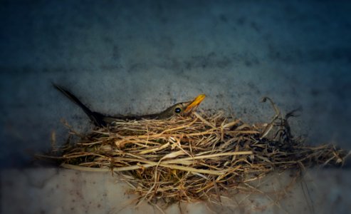 Fauna, Bird, Bird Nest, Nest photo