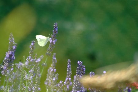 Water, Flower, Lavender, English Lavender