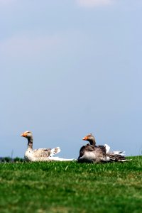 Bird, Ecosystem, Water Bird, Fauna