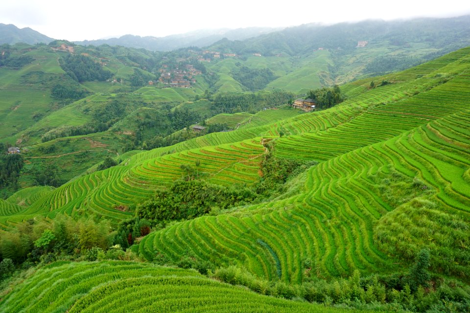 Highland, Vegetation, Terrace, Hill Station