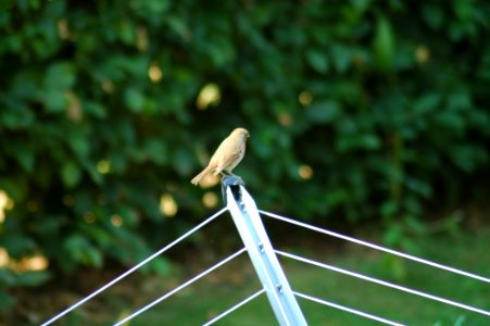 Bird, Fauna, Beak, Grass