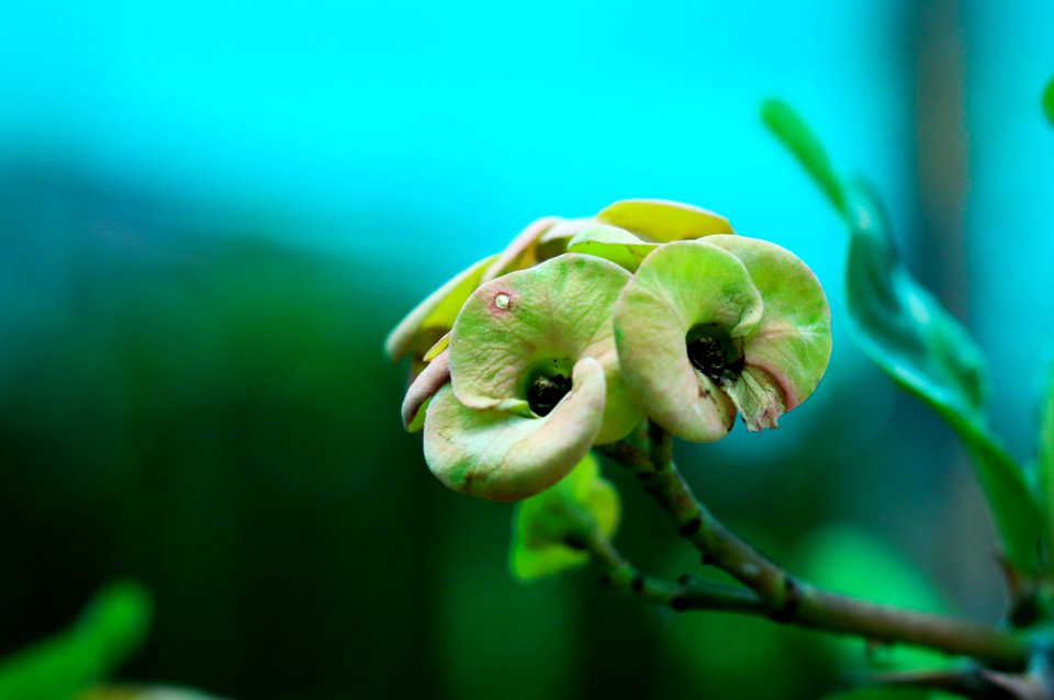 Flora, Macro Photography, Close Up, Organism