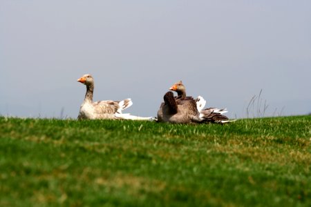 Fauna, Bird, Ecosystem, Grassland
