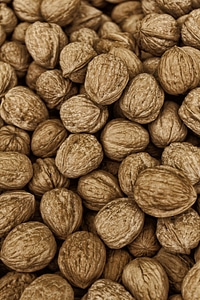 Healthy brown shells food