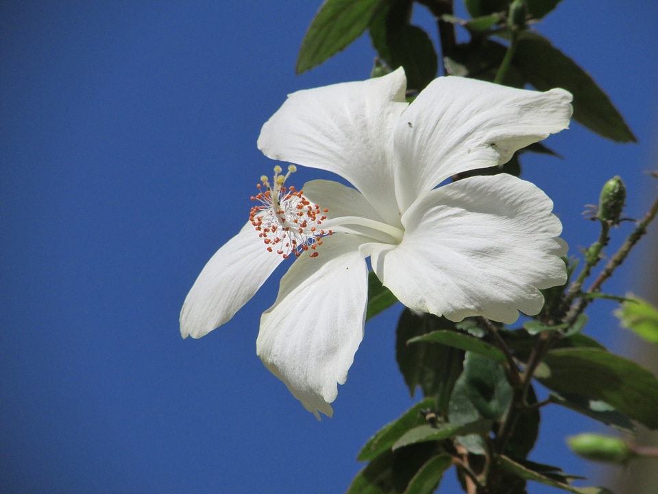 Dharwad india floral