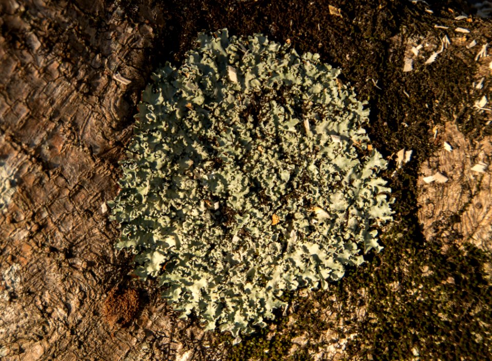 Soil, Rock, Geology, Igneous Rock