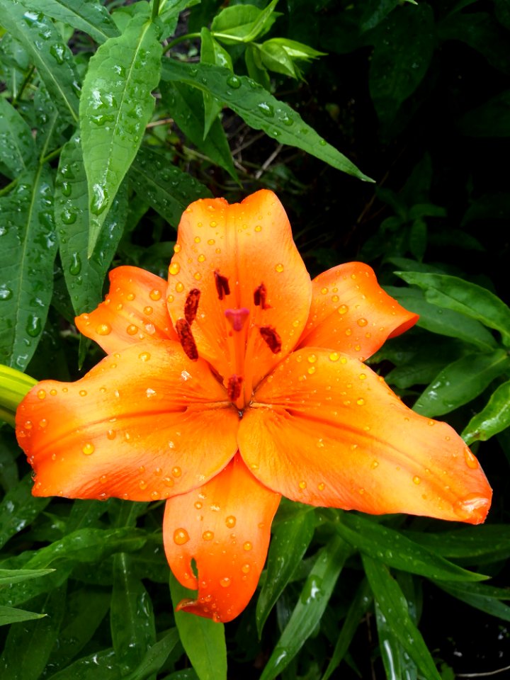 Flower, Lily, Plant, Orange Lily