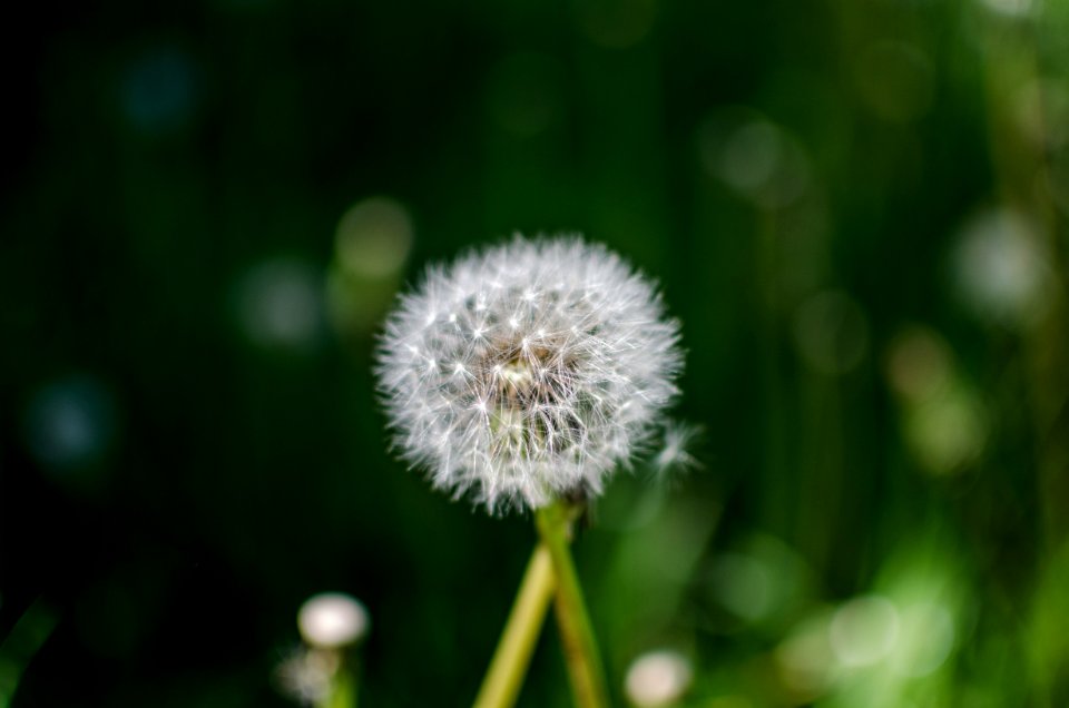 Flower, Dandelion, Flora, Close Up