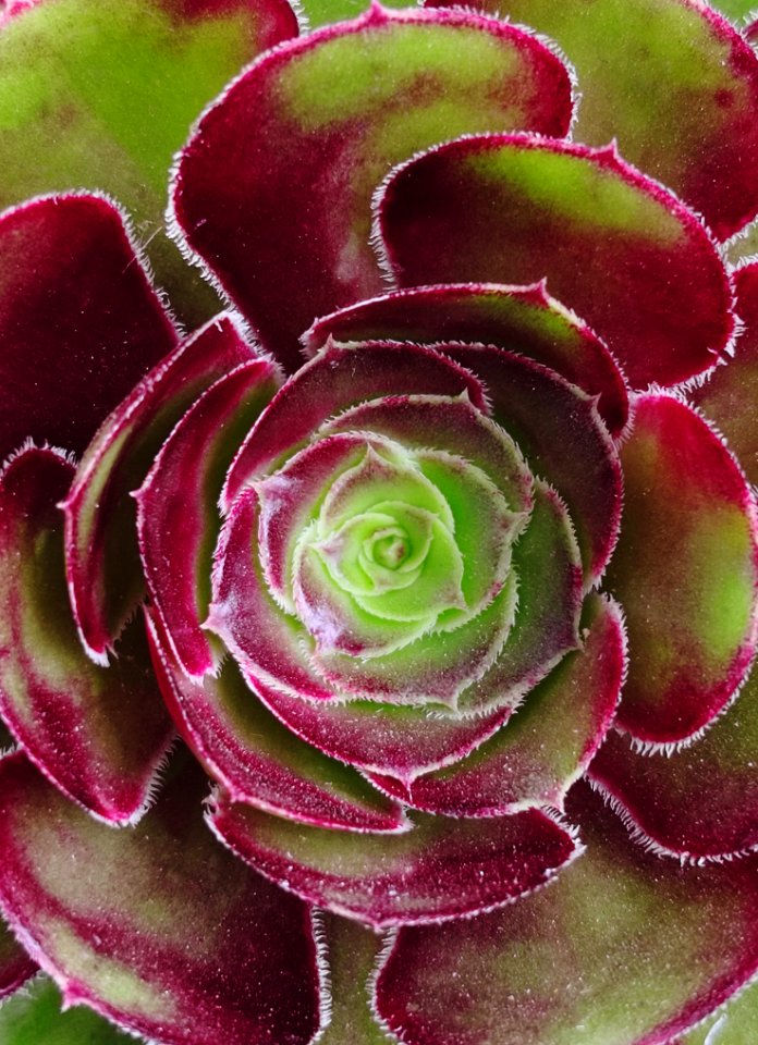 Flower, Close Up, Petal, Plant