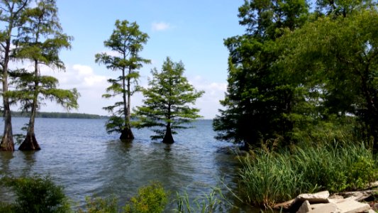 Water, Nature Reserve, Lake, Tree photo