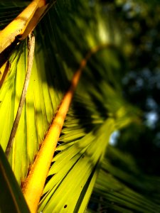 Vegetation, Leaf, Close Up, Flora photo