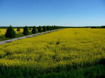 Yellow, Field, Rapeseed, Canola