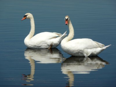 Swan, Bird, Water Bird, Ducks Geese And Swans photo