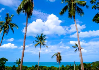 Sky, Vegetation, Tropics, Borassus Flabellifer photo