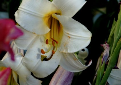 Flower, Plant, Lily, Flowering Plant photo