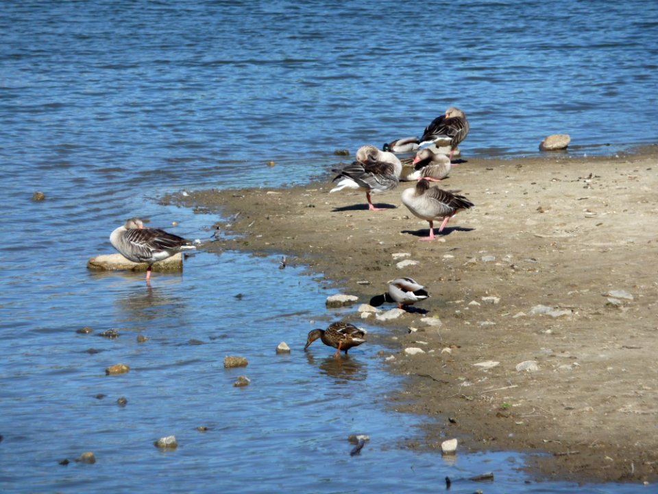 Bird, Seabird, Fauna, Water photo