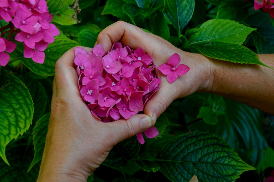 Flower, Pink, Plant, Flowering Plant