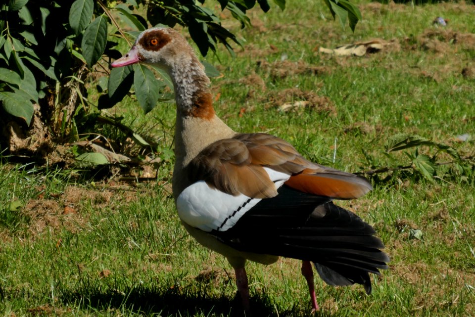 Bird, Water Bird, Fauna, Ducks Geese And Swans