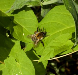 Insect, Bee, Membrane Winged Insect, Invertebrate