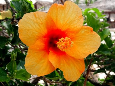 Flower, Flowering Plant, Plant, Hibiscus
