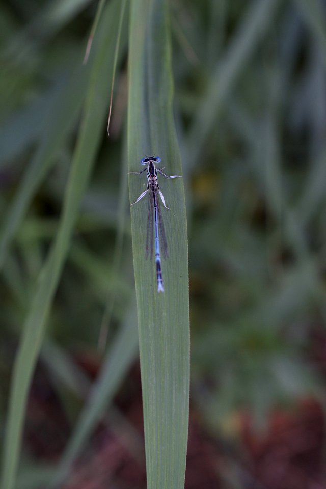 Damselfly, Insect, Dragonfly, Dragonflies And Damseflies